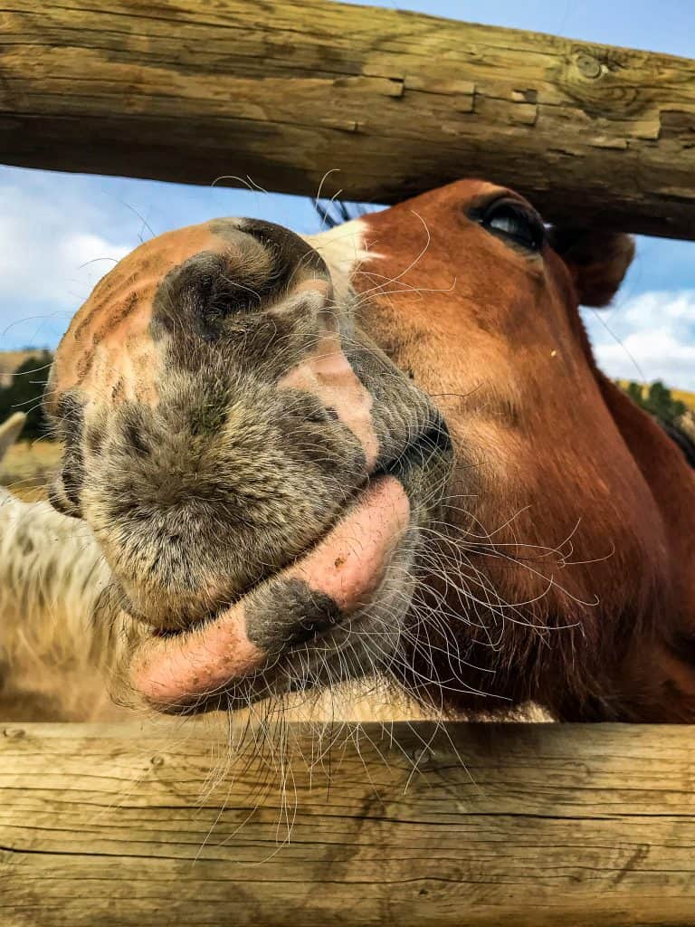 Yellowstone-National-Park-Montana-Elopement-Horseback-Riding-horse nose