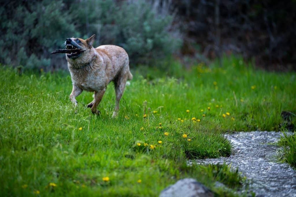 hiking-with-dogs-utah