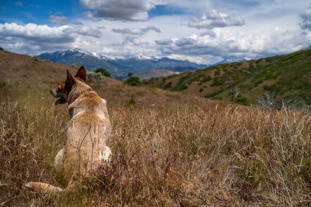 hiking-with-dogs-utah