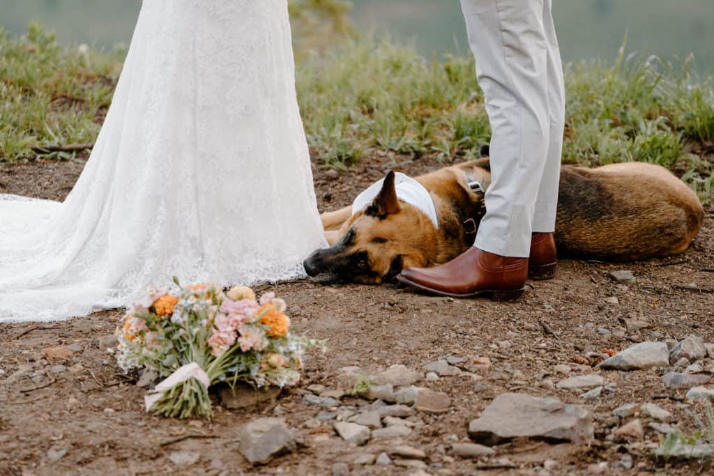 A couple's german shepherd dog lays at their feet as they say their vows during their San Juan Mountain elopement ceremony. 