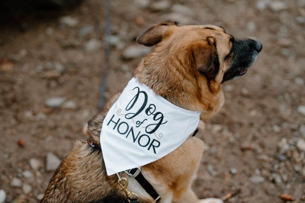 A couple's dog, Loki, wears a dog of honor bandana, getting ready for his duties during his parents' San Juan Mountain Ouray elopement wedding. 